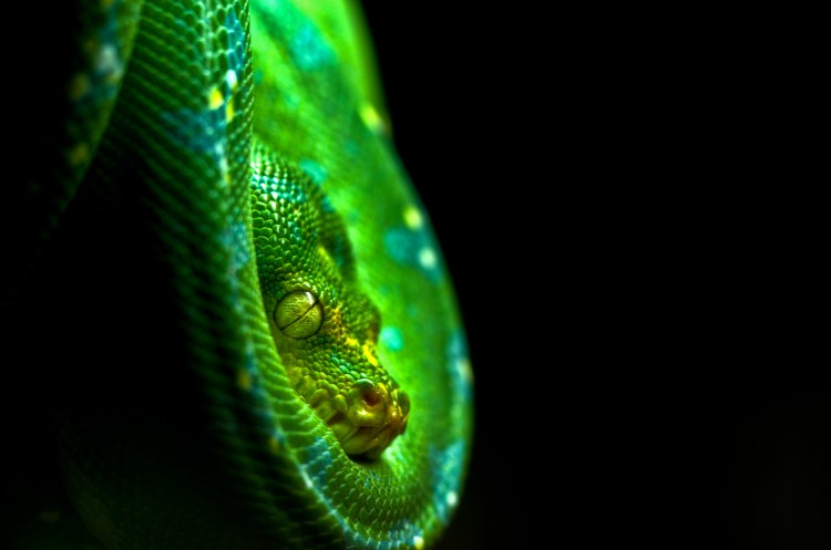 Nat Geo Magazine: Life in Color